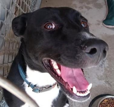 Enlarge Jameson, an adoptable Mixed Breed in North Myrtle Beach, SC image 6/6