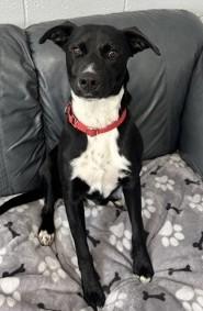 Jameson — thumbnail 5