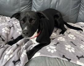 Enlarge Jameson, an adoptable Mixed Breed in North Myrtle Beach, SC image 3/6