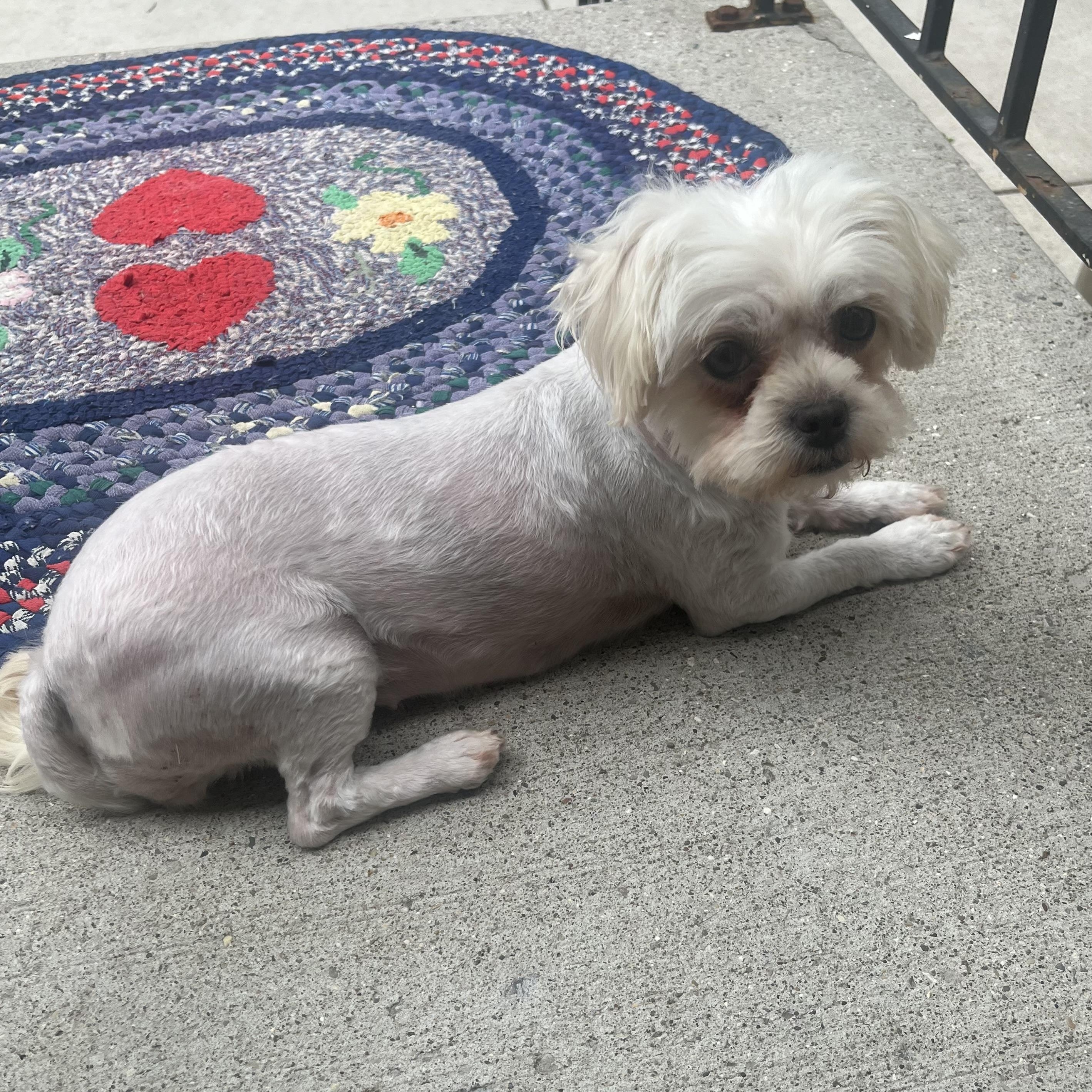 Sky, an adopted mixed breed in Detroit, MI image 5/6