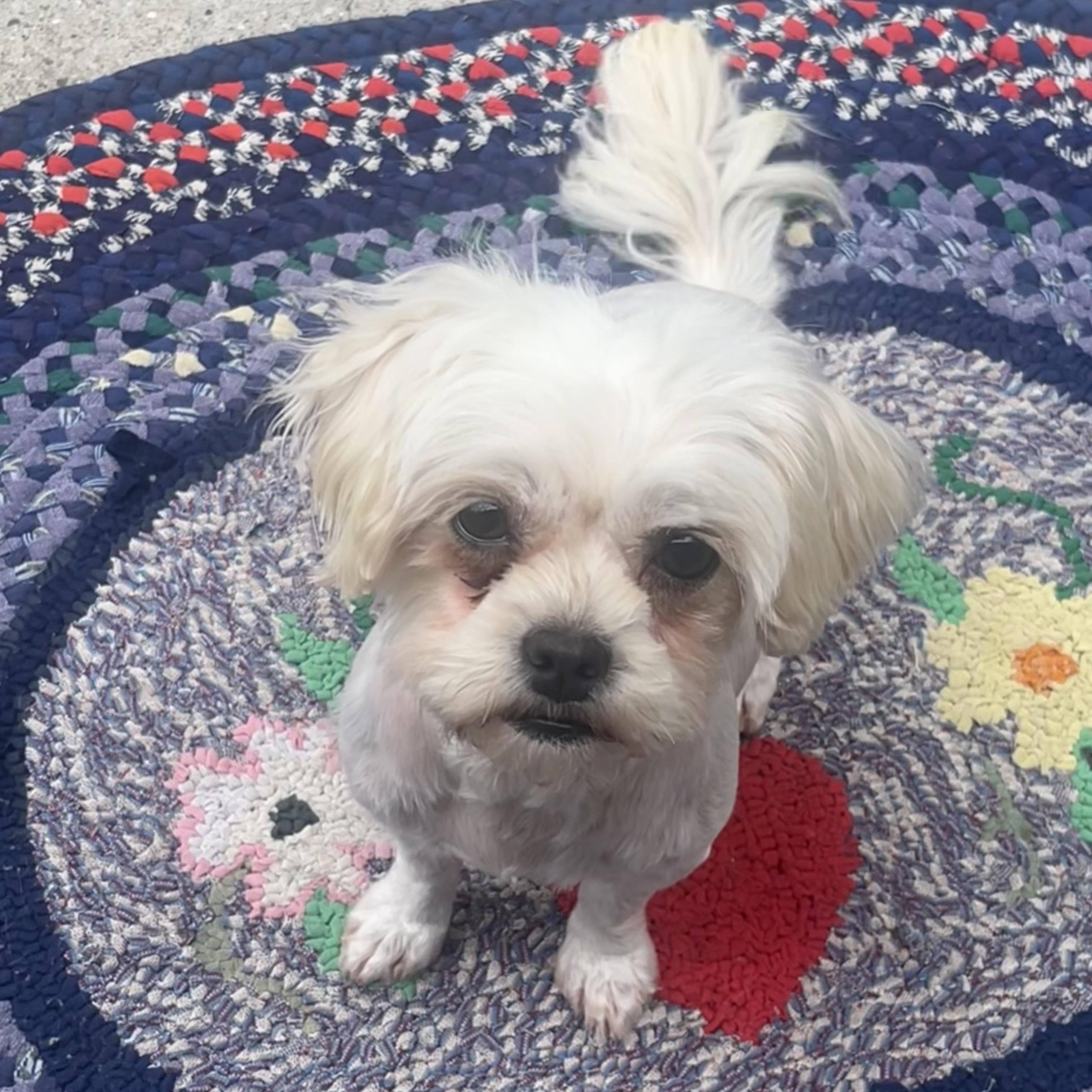 Sky, an adopted mixed breed in Detroit, MI image 1/6