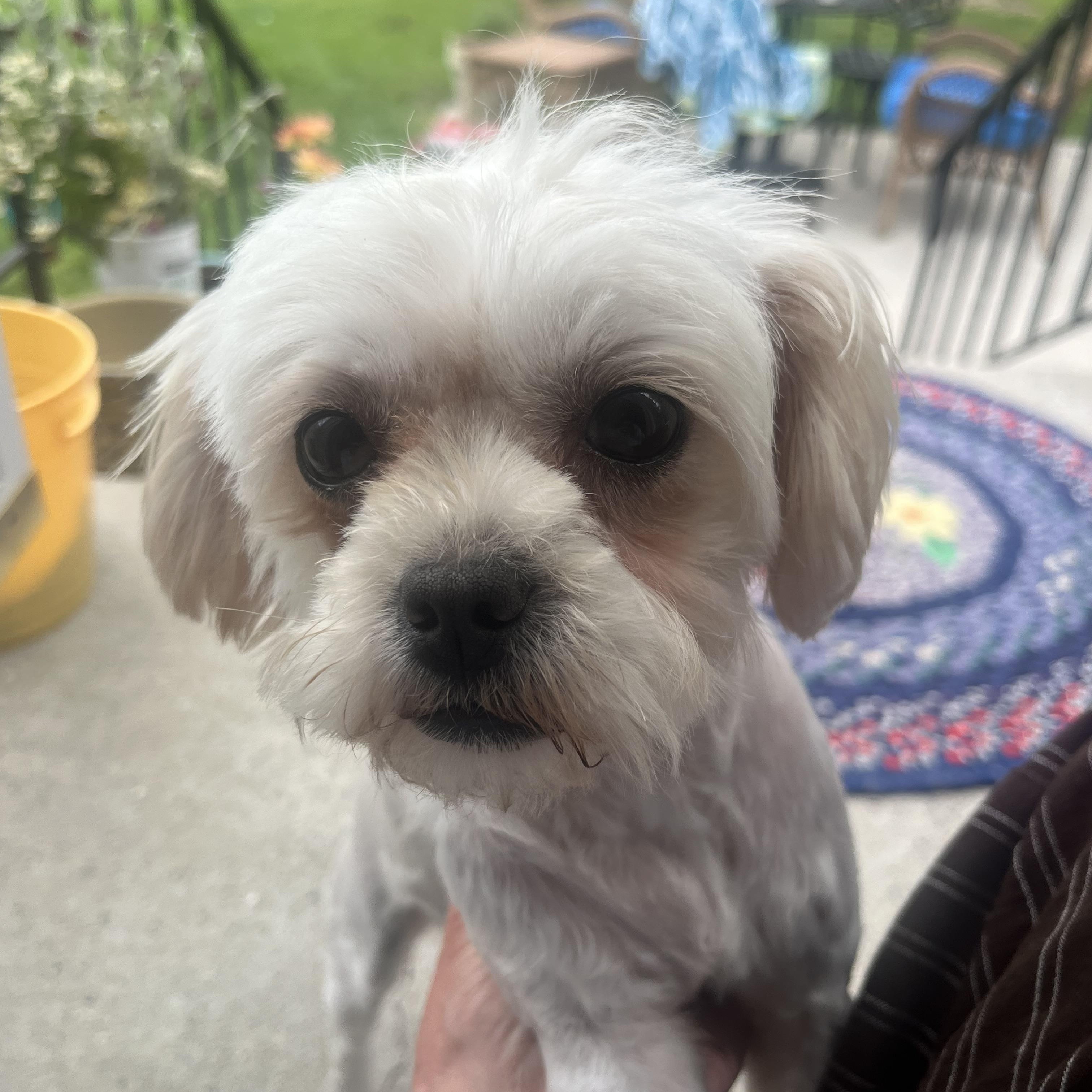 Sky, an adopted mixed breed in Detroit, MI image 6/6