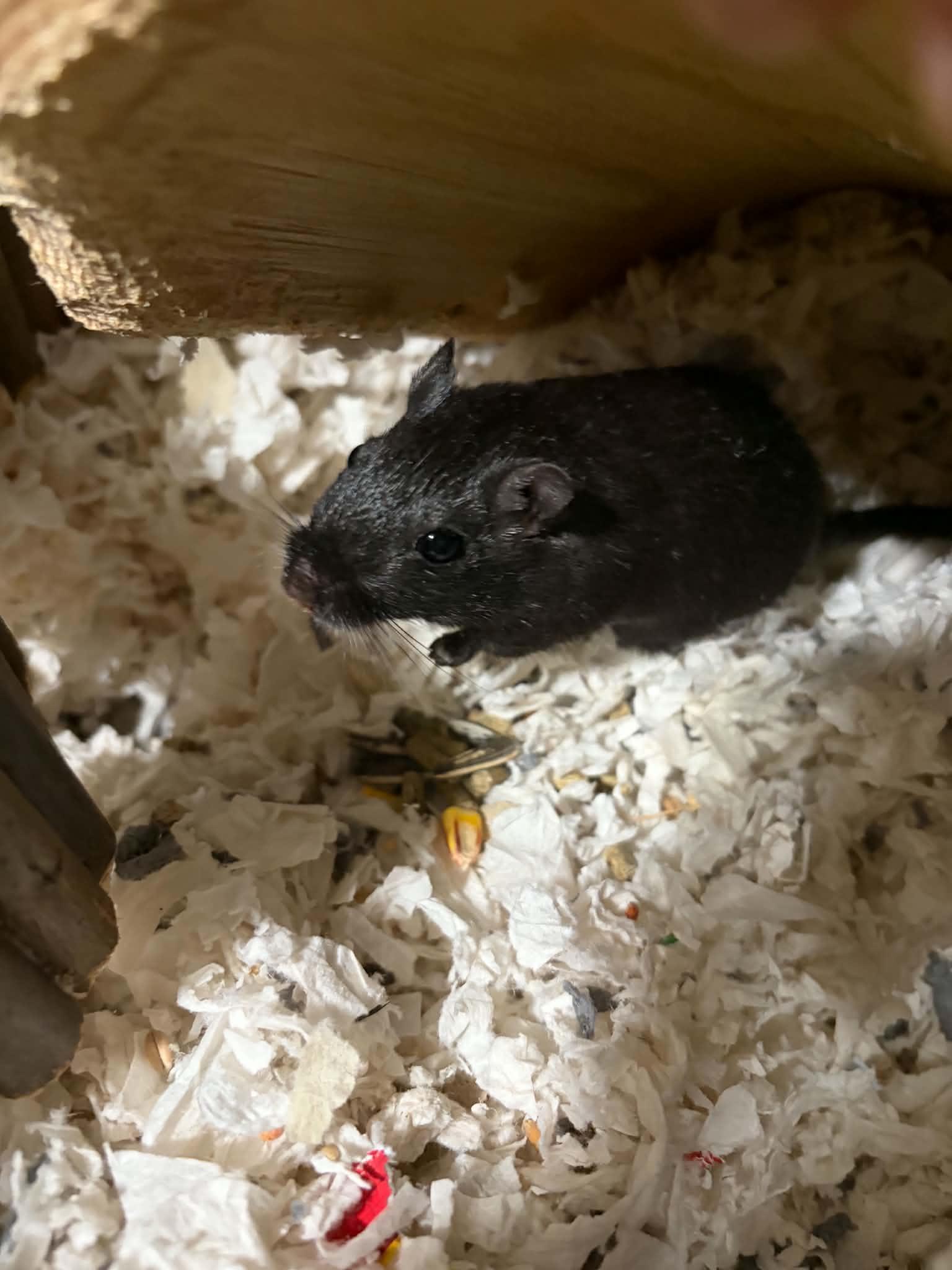 Enlarge Pip, a Adoptable Gerbil in Aurora, IL image 1/1
