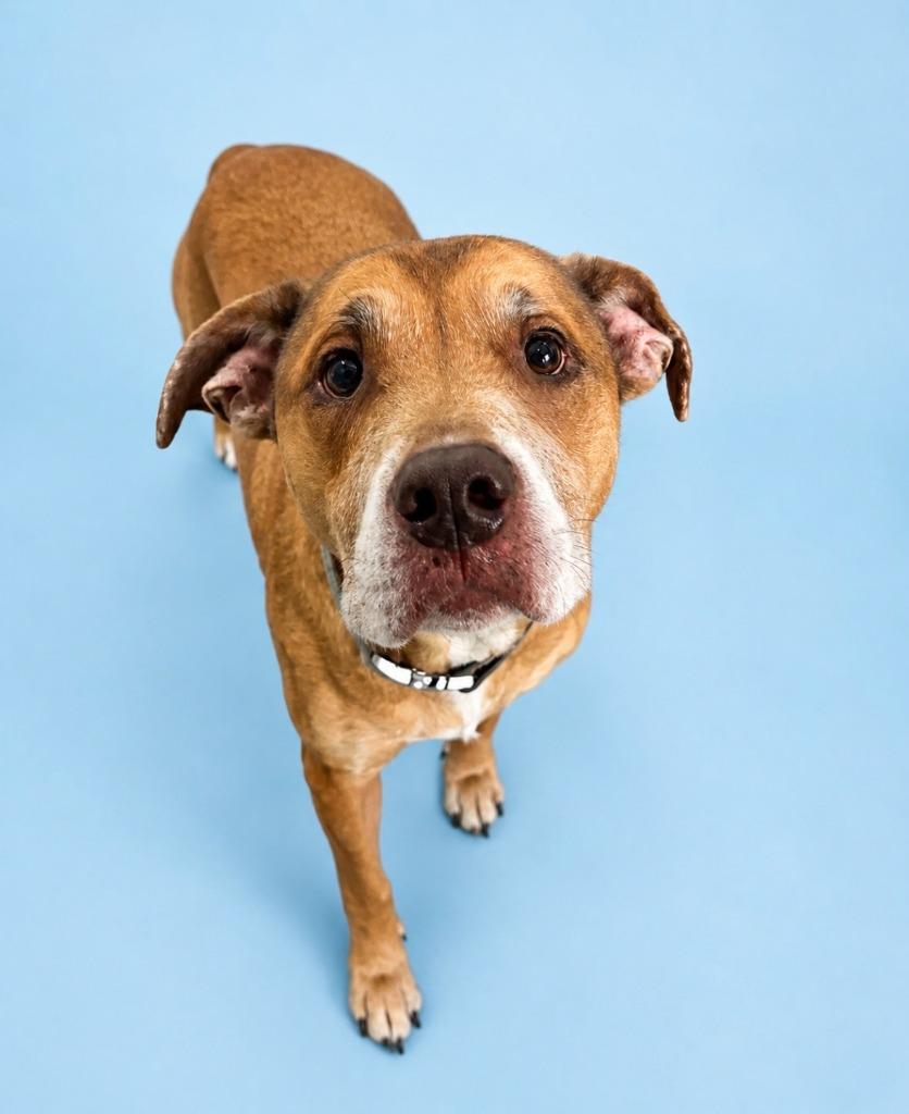 Enlarge Heimdall, a Adoptable mixed breed in Rock Springs, WY image 1/1