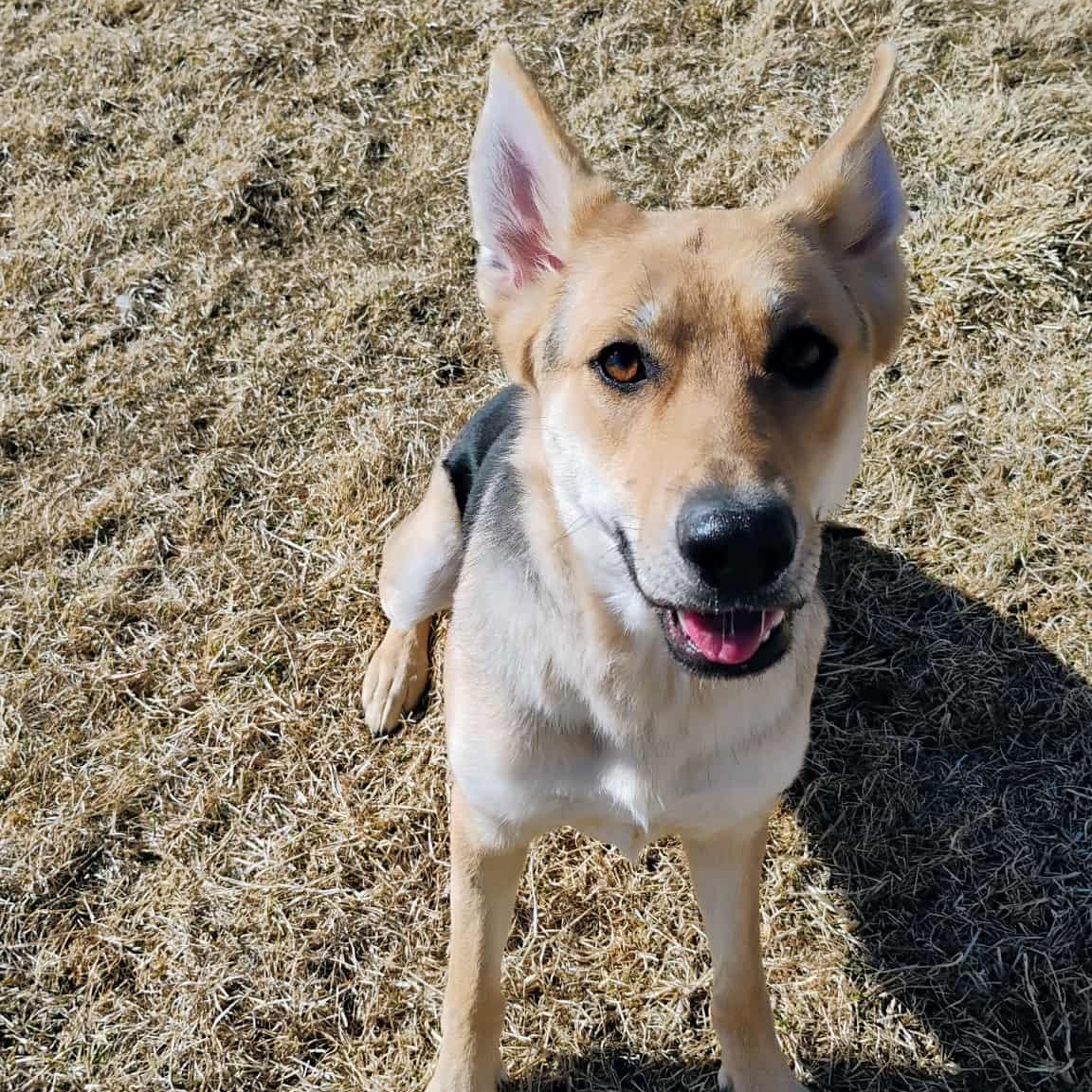 Murphy, ADOPTABLE, Young Female German Shepherd Dog.
