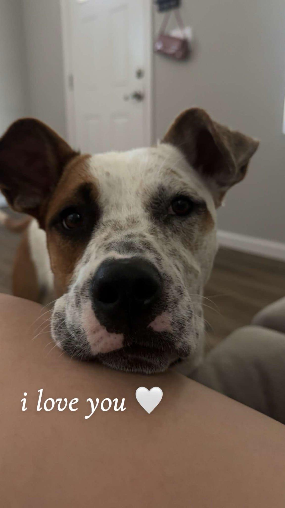 Comet, Adoptable, Young Male Australian Cattle Dog / Blue Heeler.