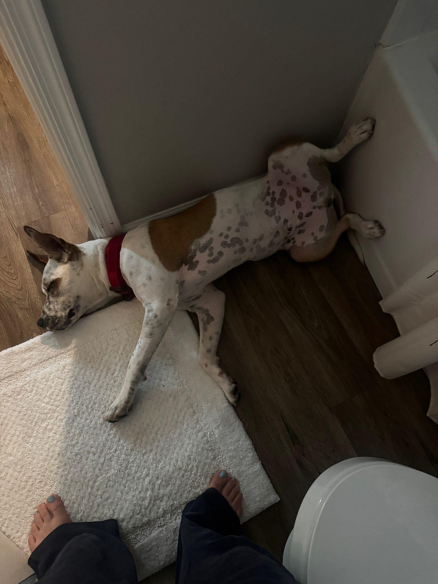 Enlarge Comet, a Adoptable Australian Cattle Dog / Blue Heeler in Tucson, AZ image 3/6