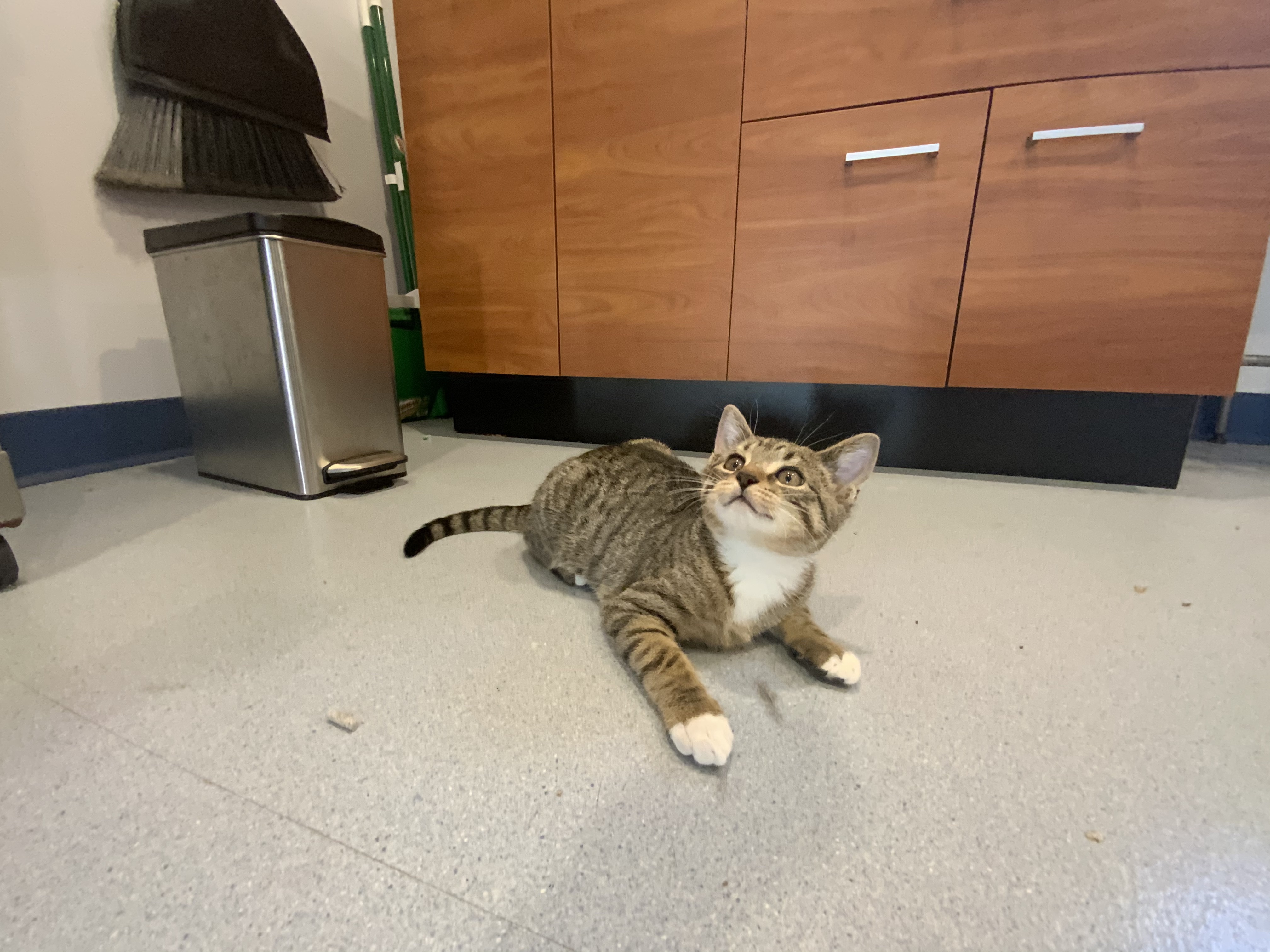 Enlarge Justice, a Adoptable Domestic Short Hair in Clifton, NJ image 2/6