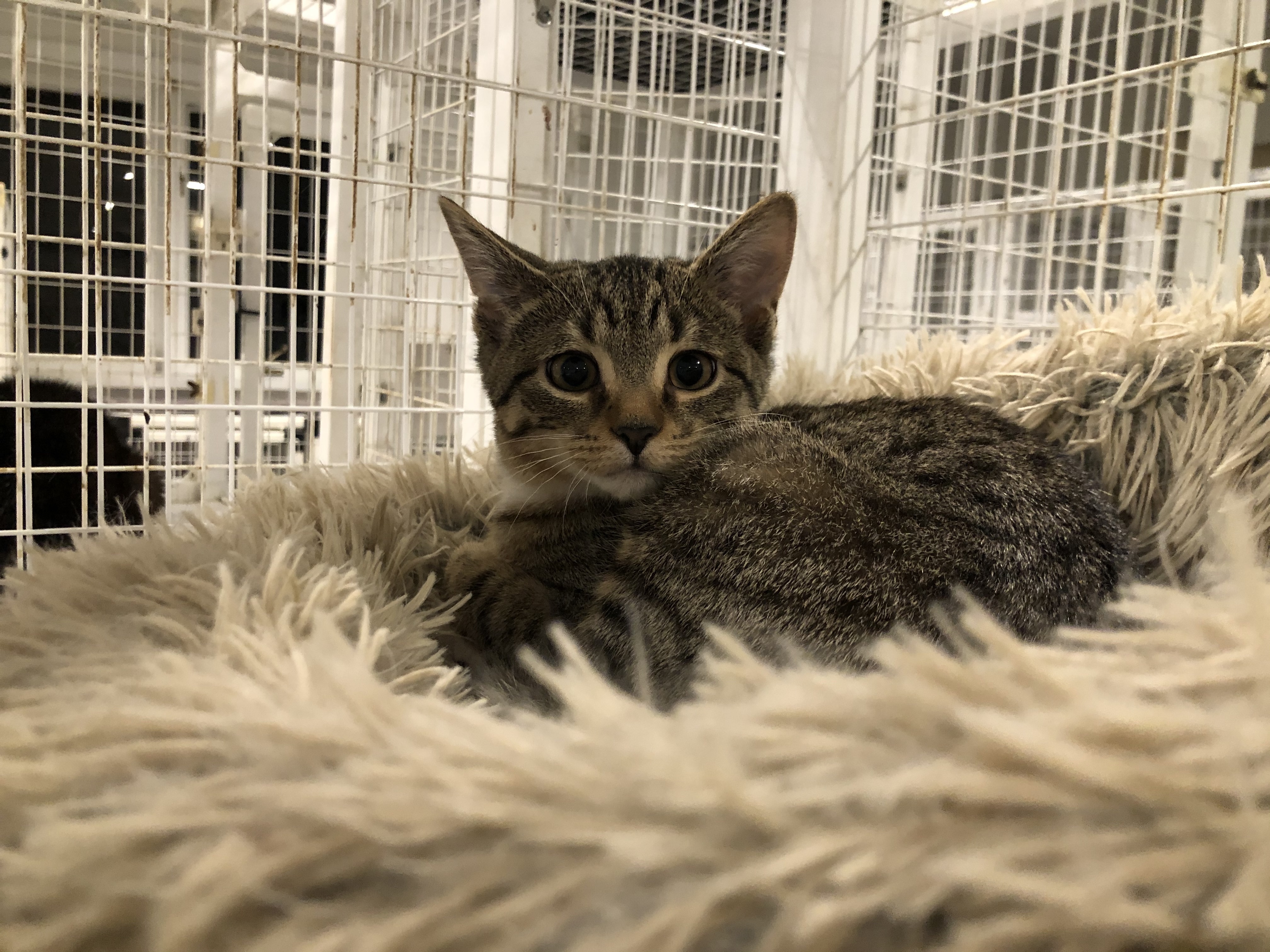 Enlarge Justice, a Adoptable Domestic Short Hair in Clifton, NJ image 3/6