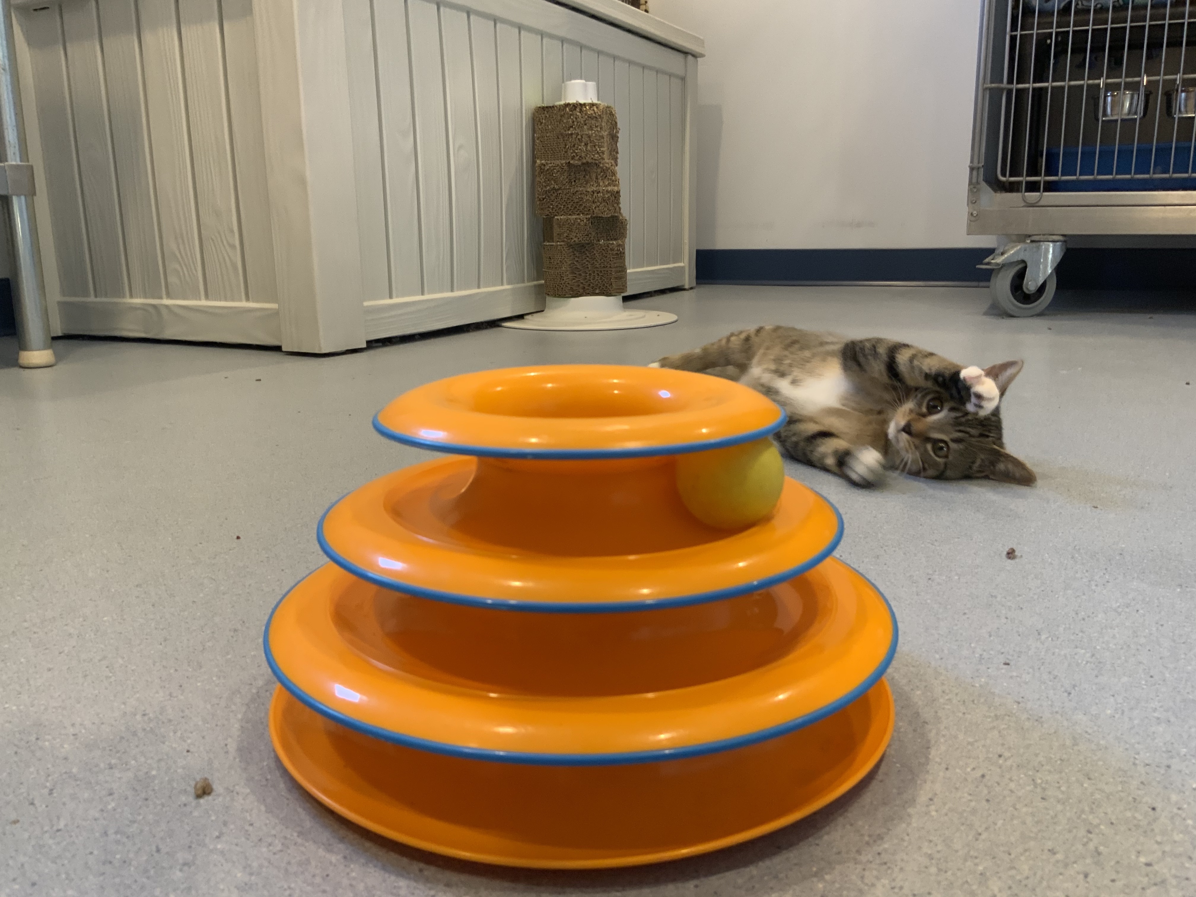 Enlarge Justice, a Adoptable Domestic Short Hair in Clifton, NJ image 4/6