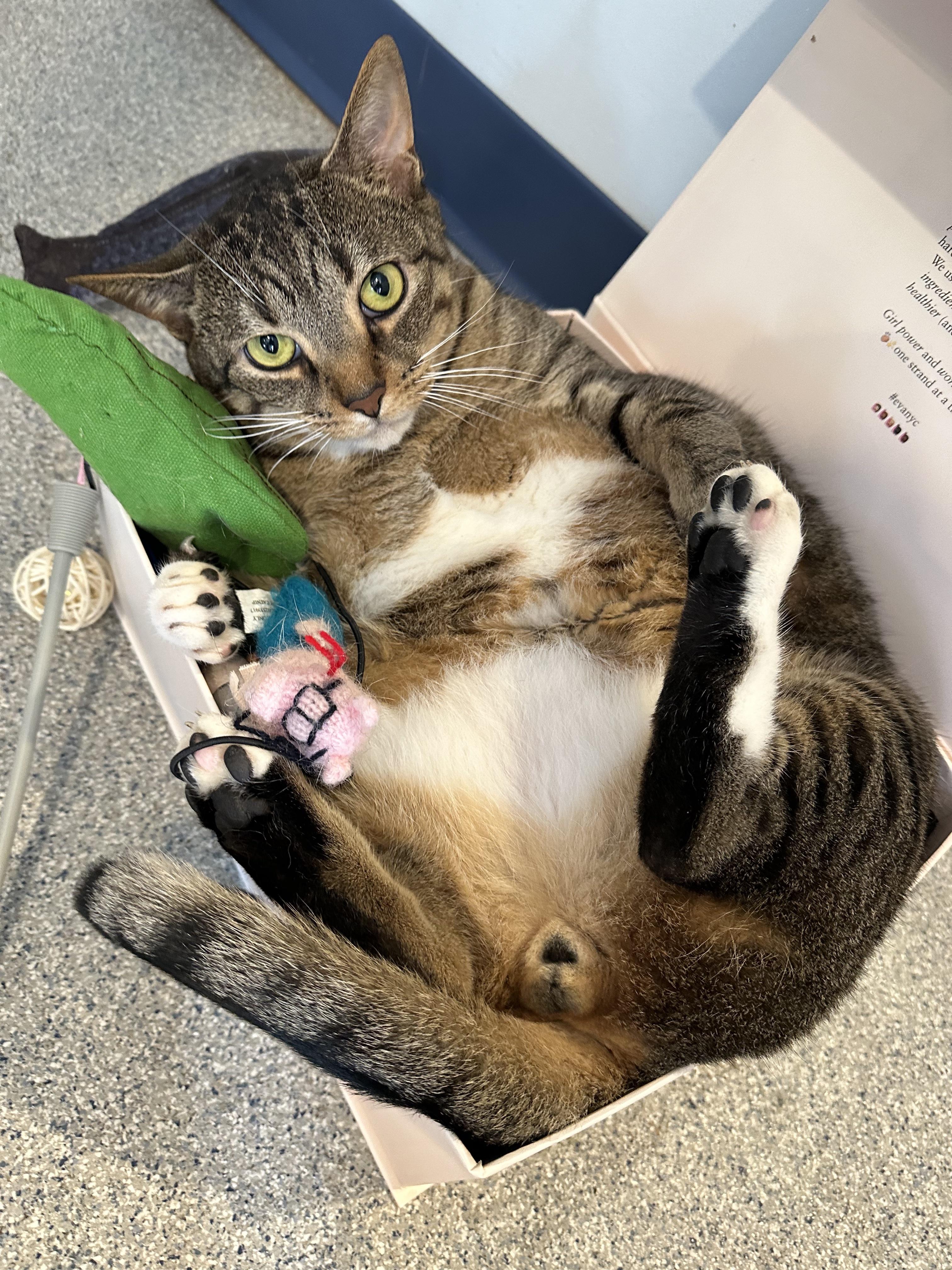 Enlarge Justice, a Adoptable Domestic Short Hair in Clifton, NJ image 1/6