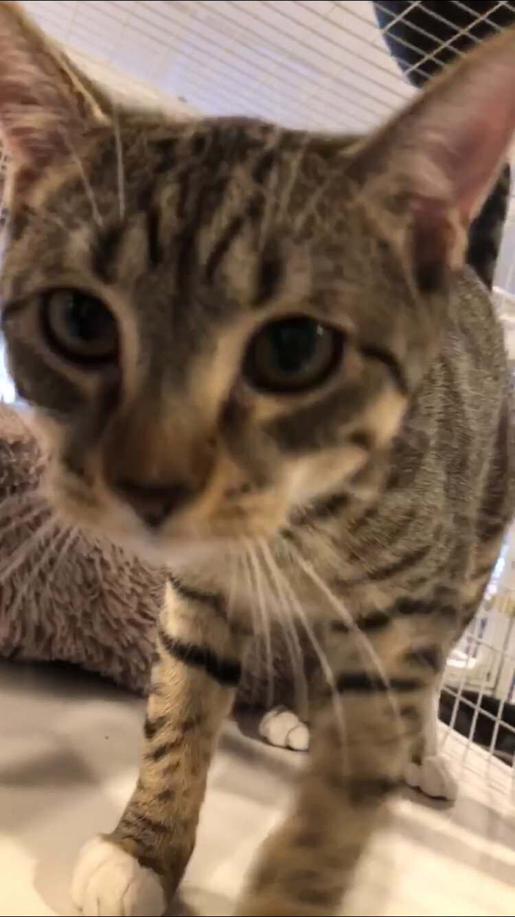 Enlarge Justice, a Adoptable Domestic Short Hair in Clifton, NJ image 6/6