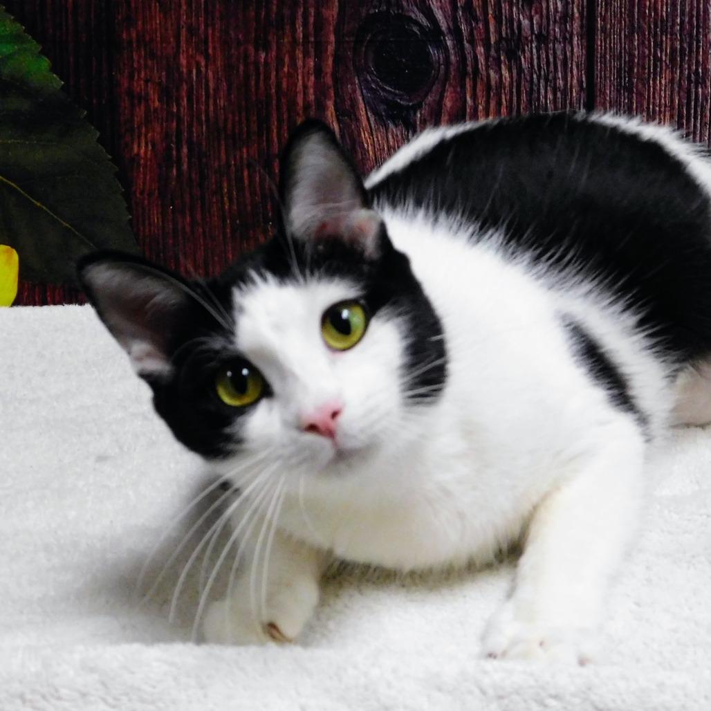 Chess, Adoptable, Adult Female Domestic Short Hair.