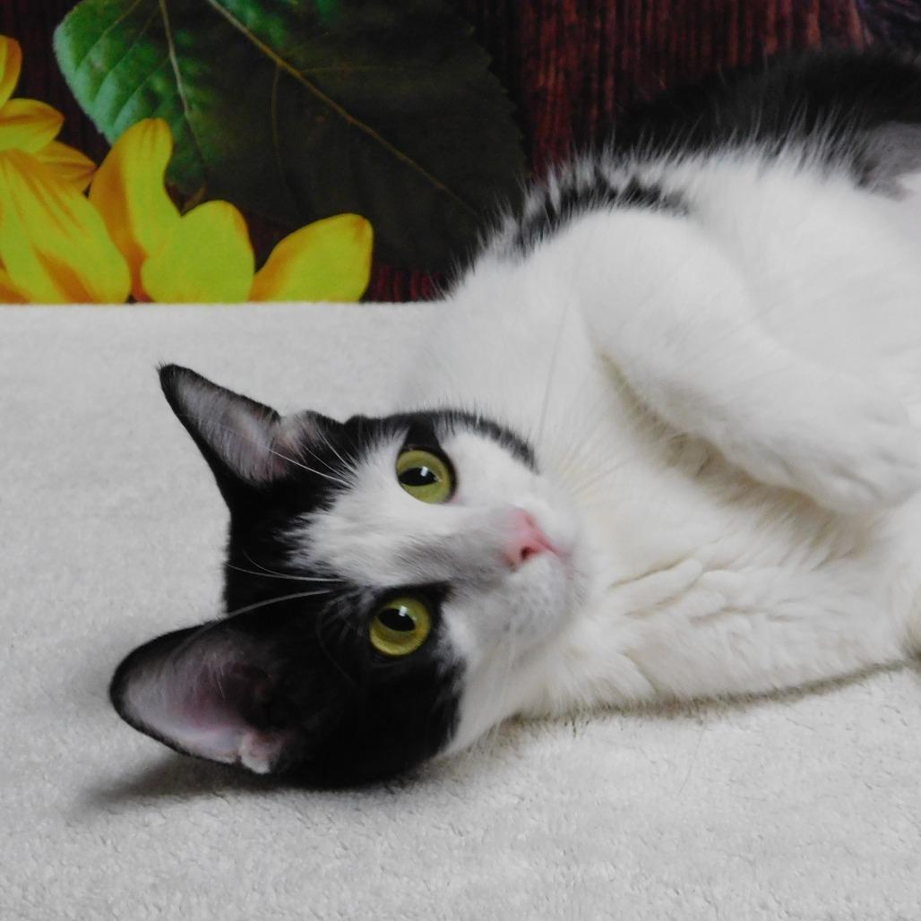 Chess, a Adoptable Domestic Short Hair in Canton, IL image 2/6