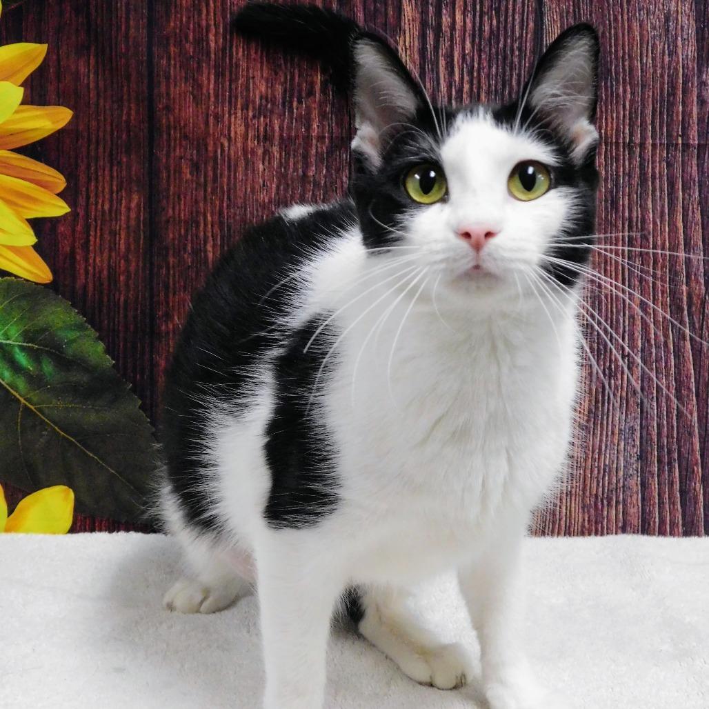 Chess, a Adoptable Domestic Short Hair in Canton, IL image 3/6