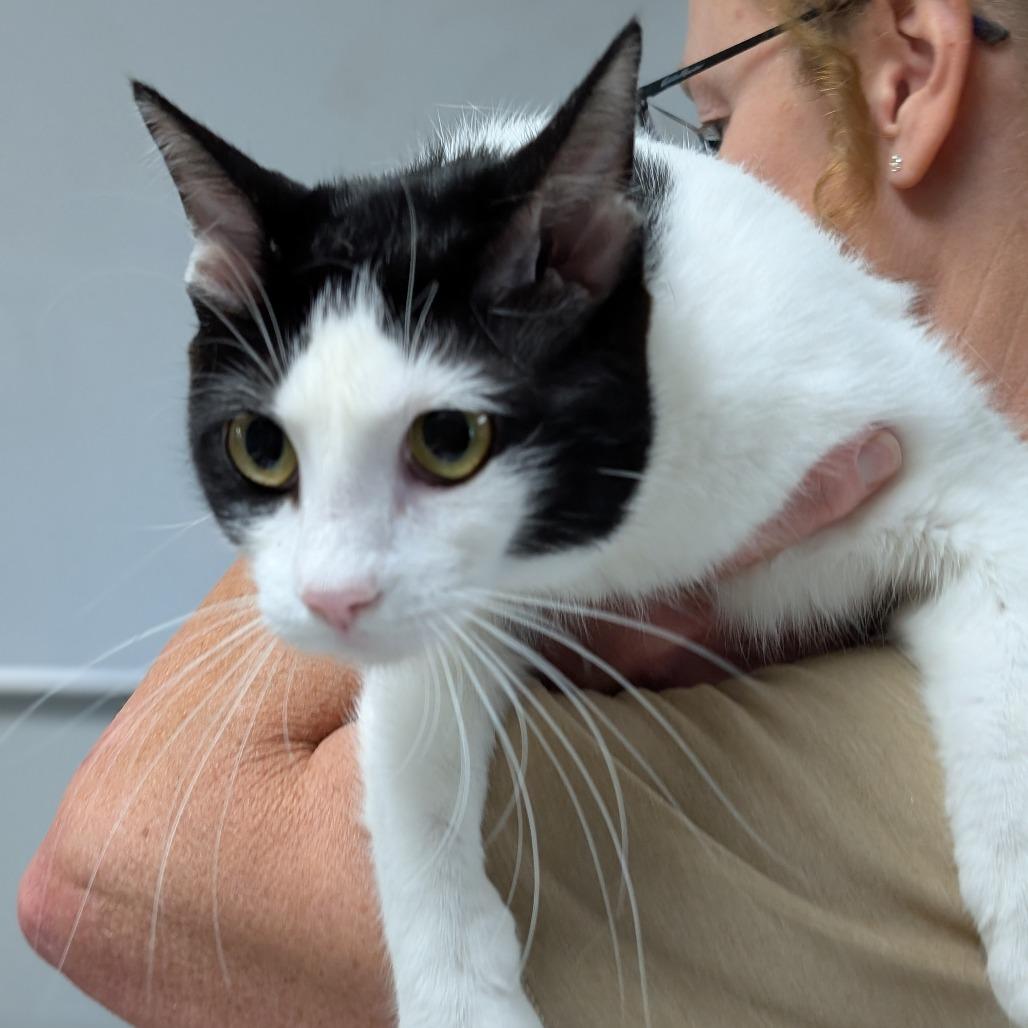Chess, a Adoptable Domestic Short Hair in Canton, IL image 4/6