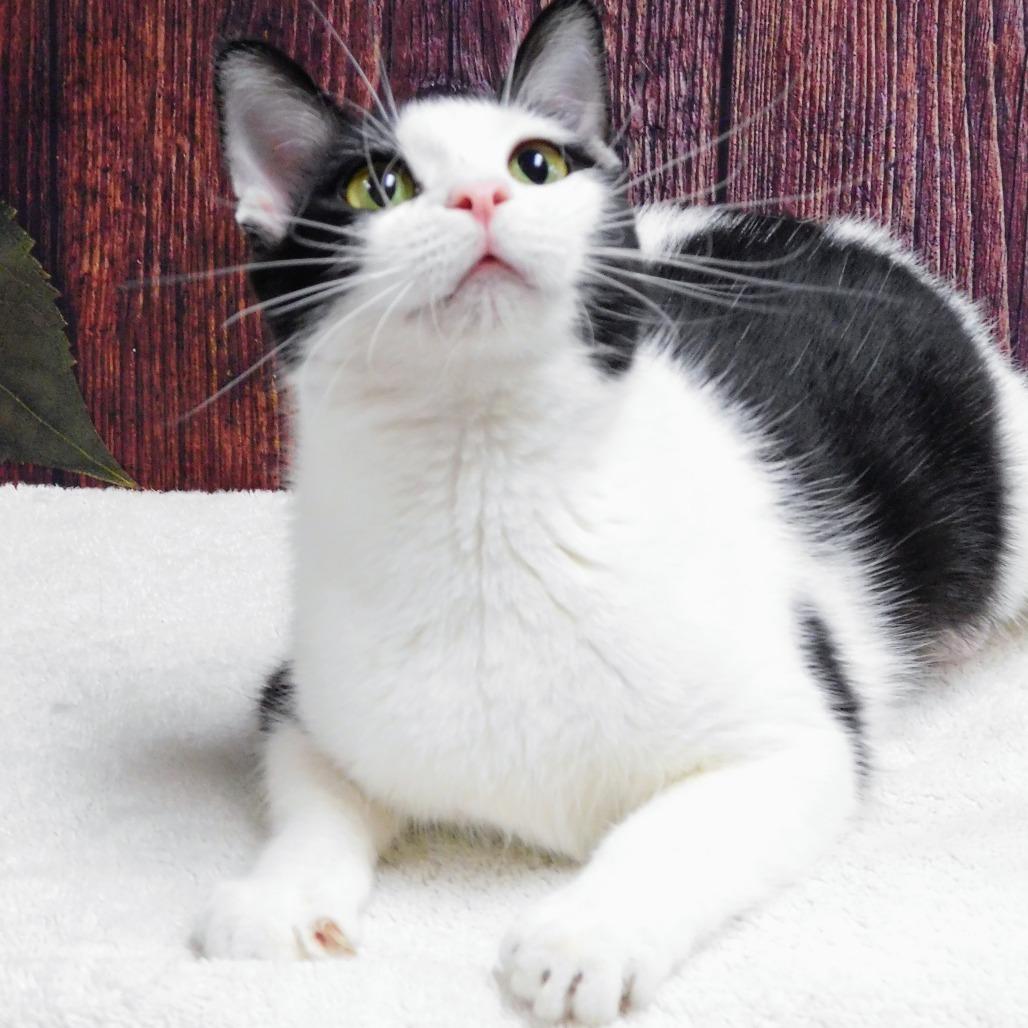 Chess, a Adoptable Domestic Short Hair in Canton, IL image 5/6