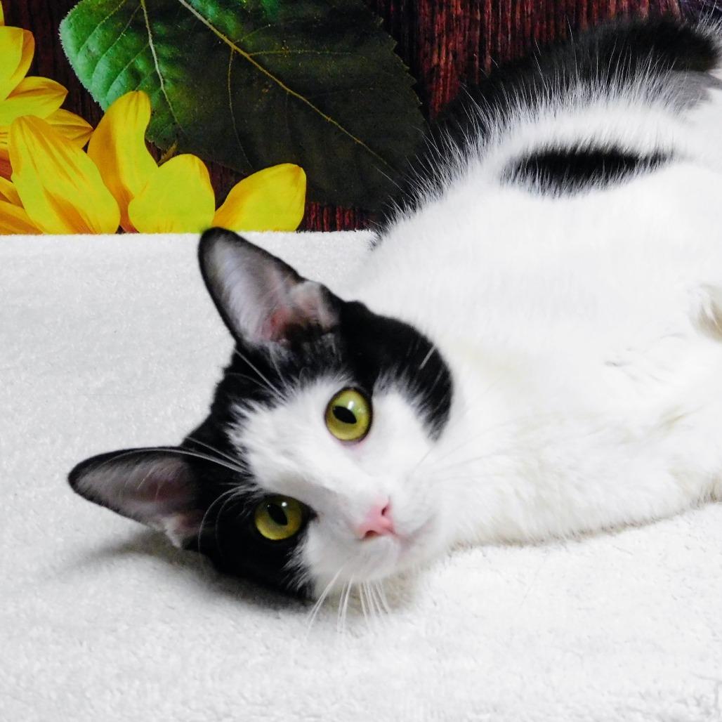 Chess, a Adoptable Domestic Short Hair in Canton, IL image 6/6