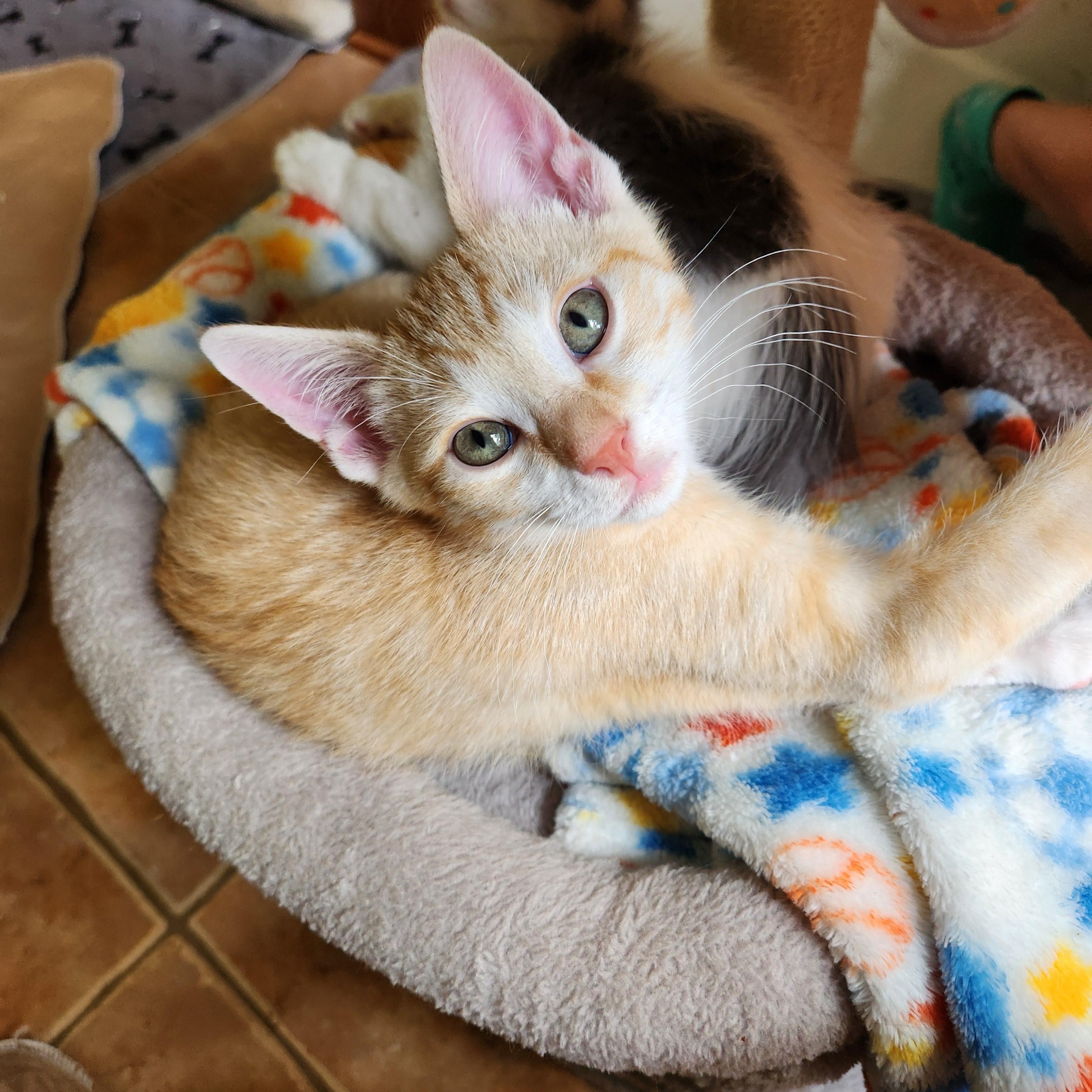 Mitchell, ADOPTABLE, Kitten Male Tabby.