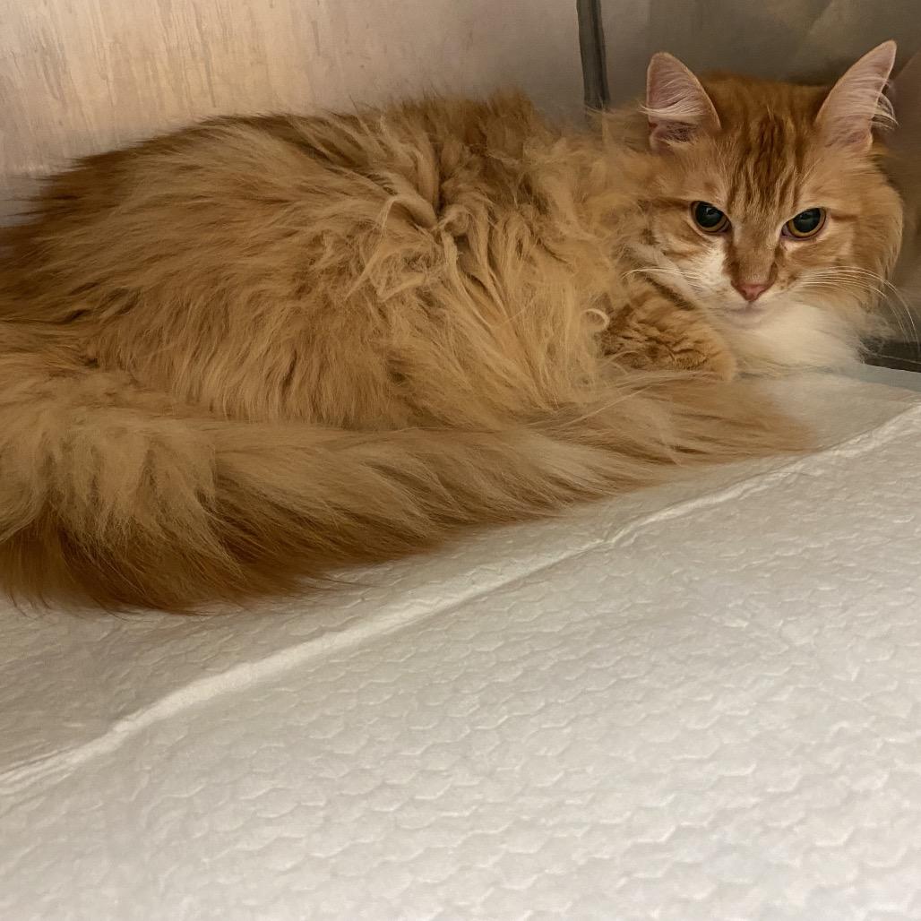 Enlarge Lenard, a Adoptable Domestic Long Hair in Monroe, LA image 2/3