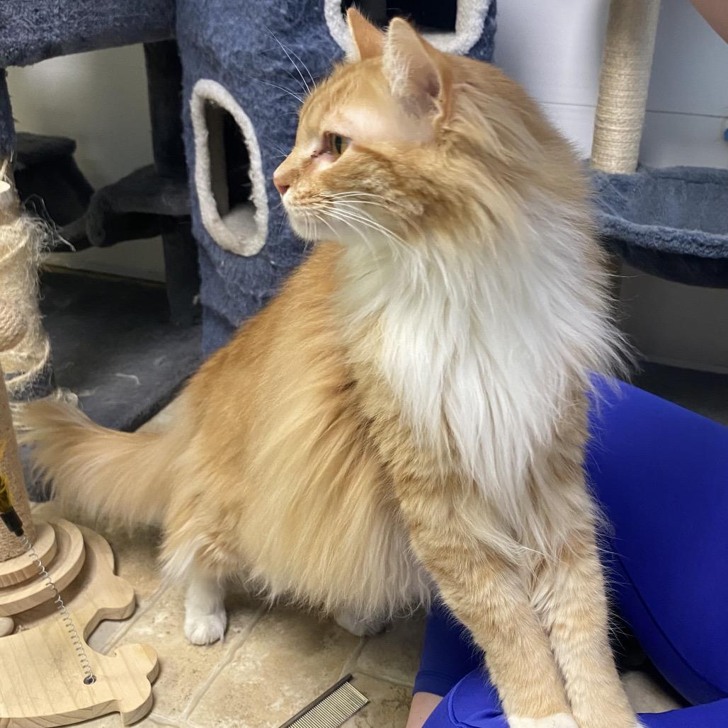 Enlarge Lenard, a Adoptable Domestic Long Hair in Monroe, LA image 3/3