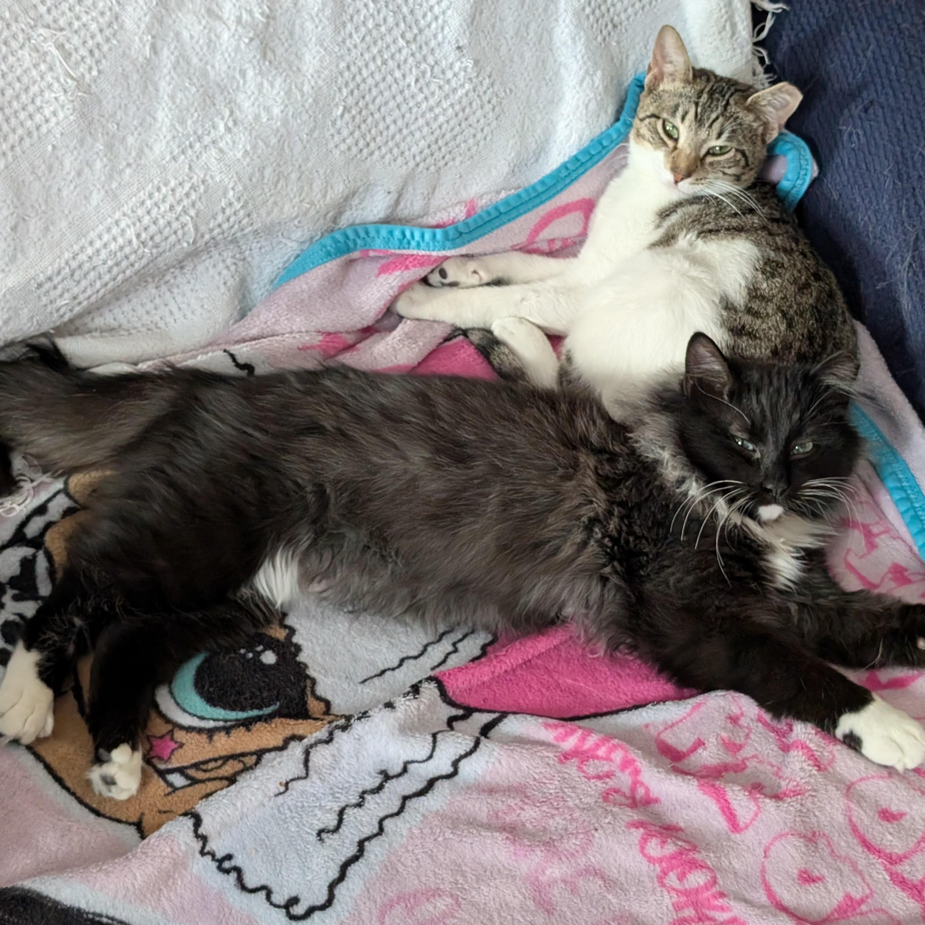 Enlarge STEVE and ROBIN, a Adoptable mixed breed in Churchville, PA image 4/6