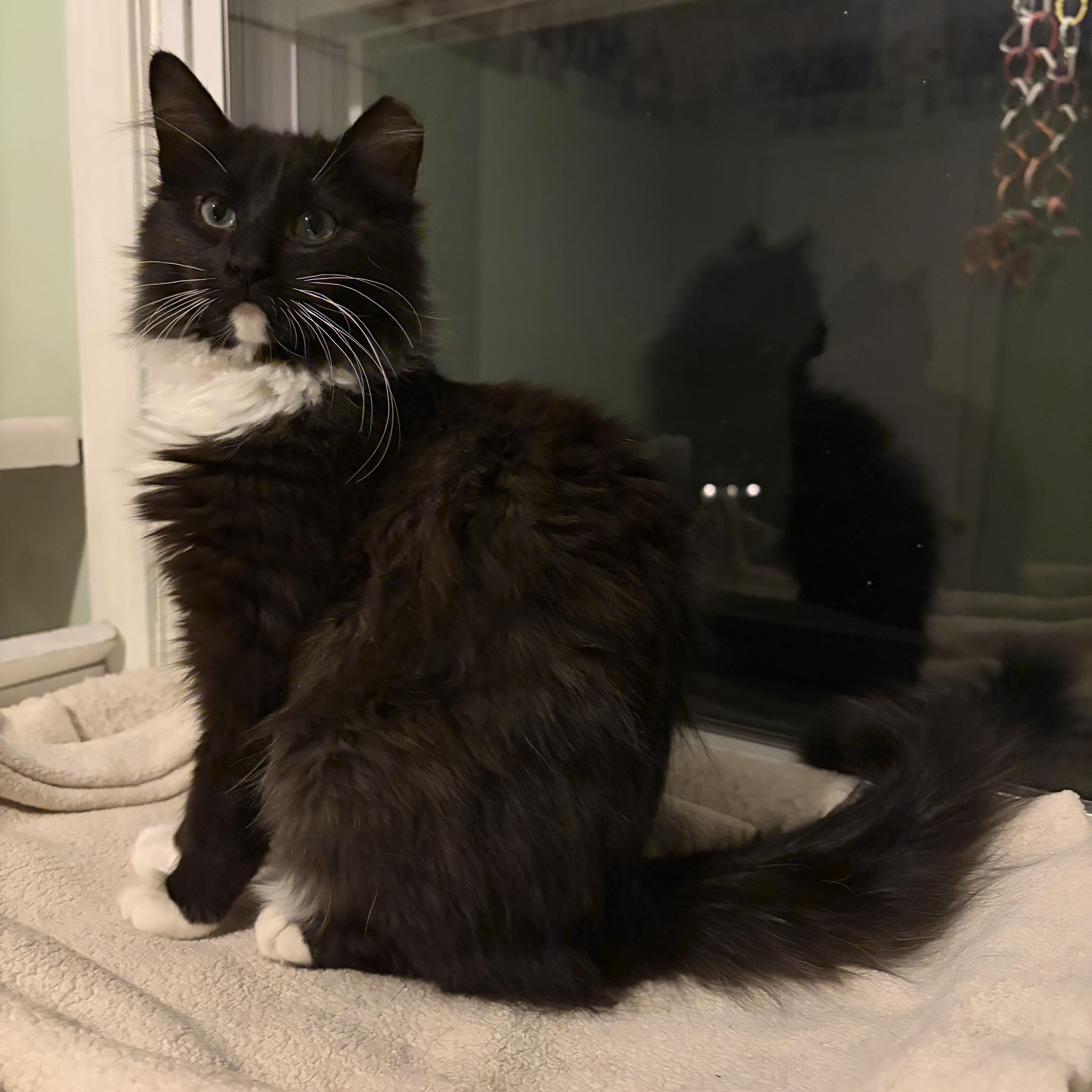 Enlarge STEVE and ROBIN, a Adoptable mixed breed in Churchville, PA image 6/6