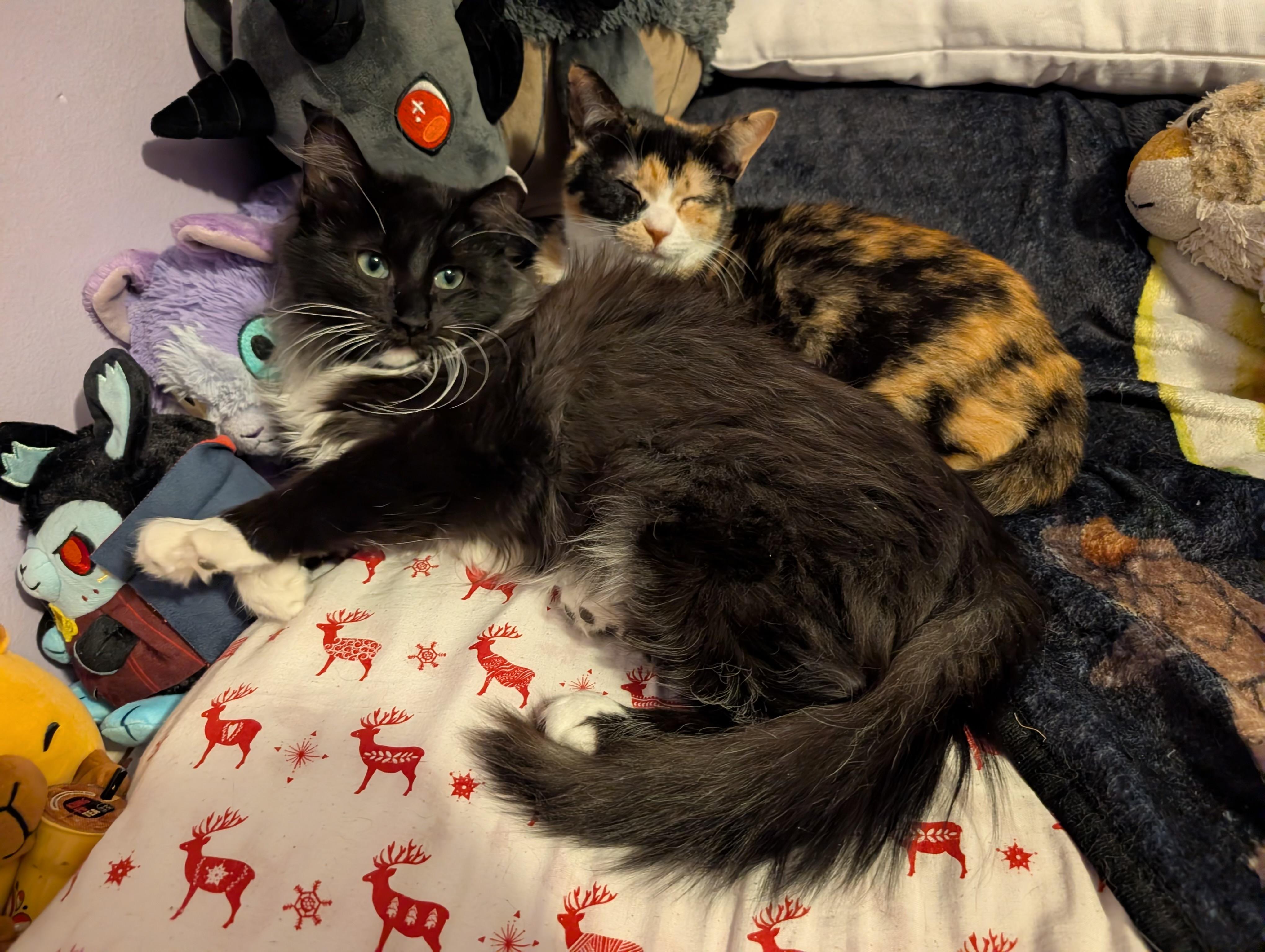 Enlarge STEVE and ROBIN, a Adoptable mixed breed in Churchville, PA image 3/6