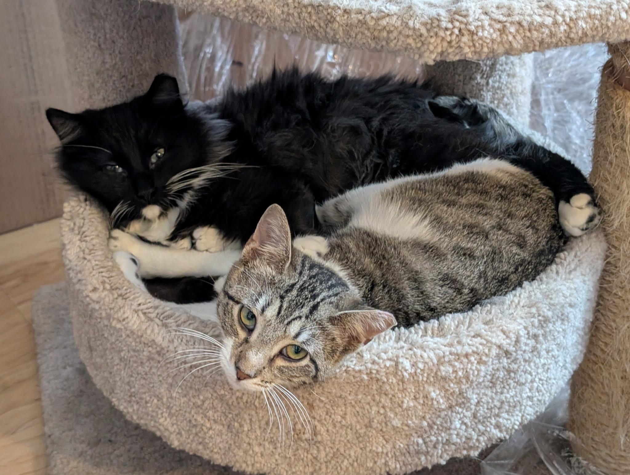 STEVE and ROBIN, Adoptable, Kitten Male Maine Coon & Tuxedo.
