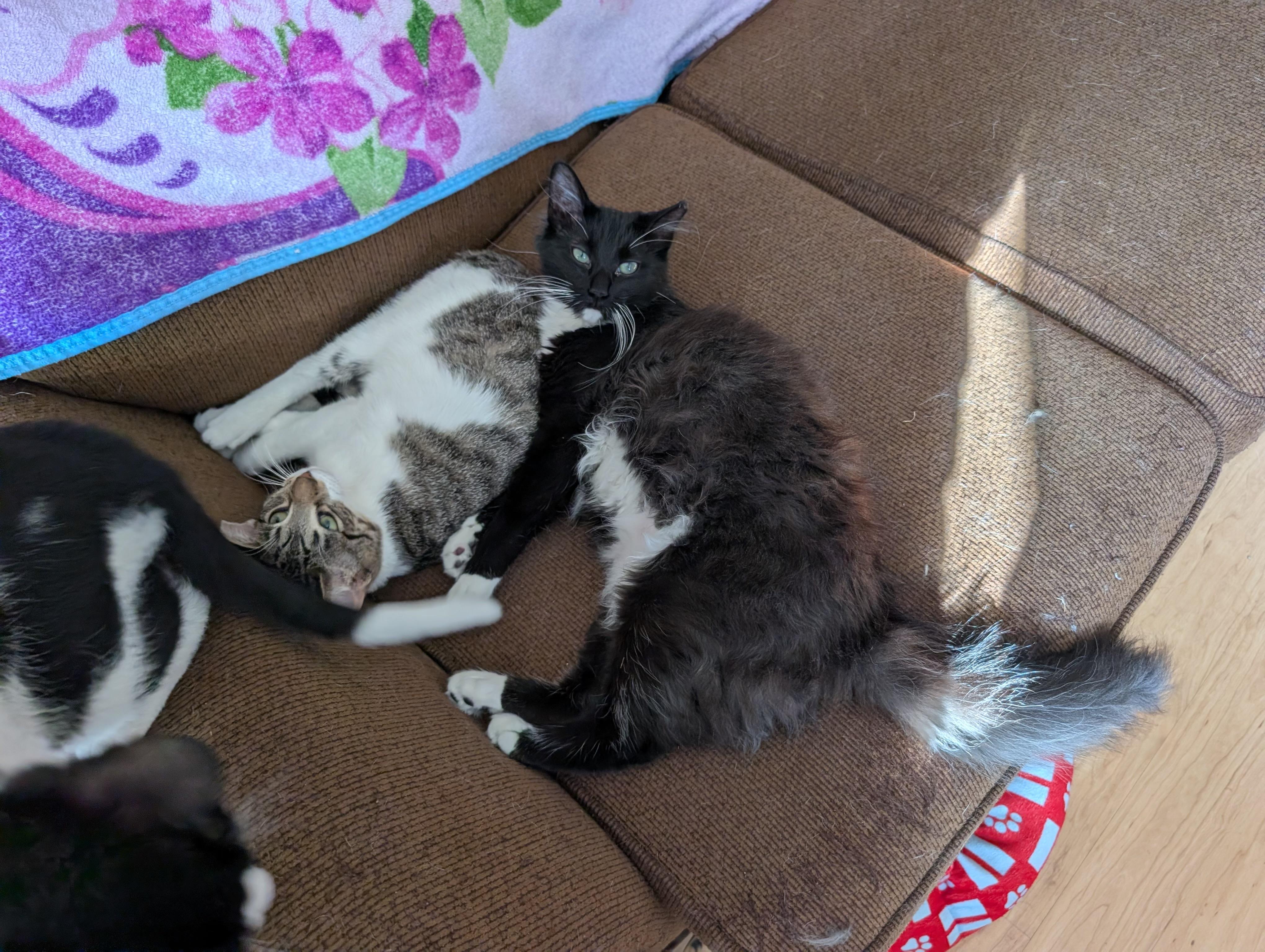 Enlarge STEVE and ROBIN, a Adoptable mixed breed in Churchville, PA image 6/6