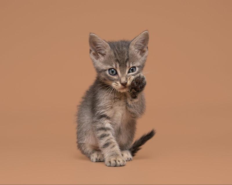 Able, Adoptable, Adult Male Domestic Short Hair.