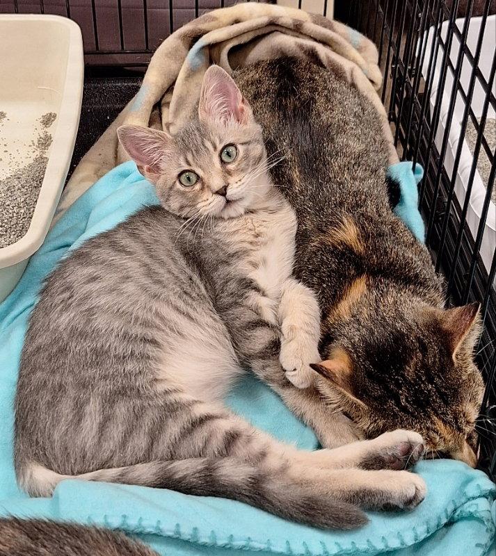 Enlarge Able, a Adoptable Domestic Short Hair in House Springs, MO image 2/2