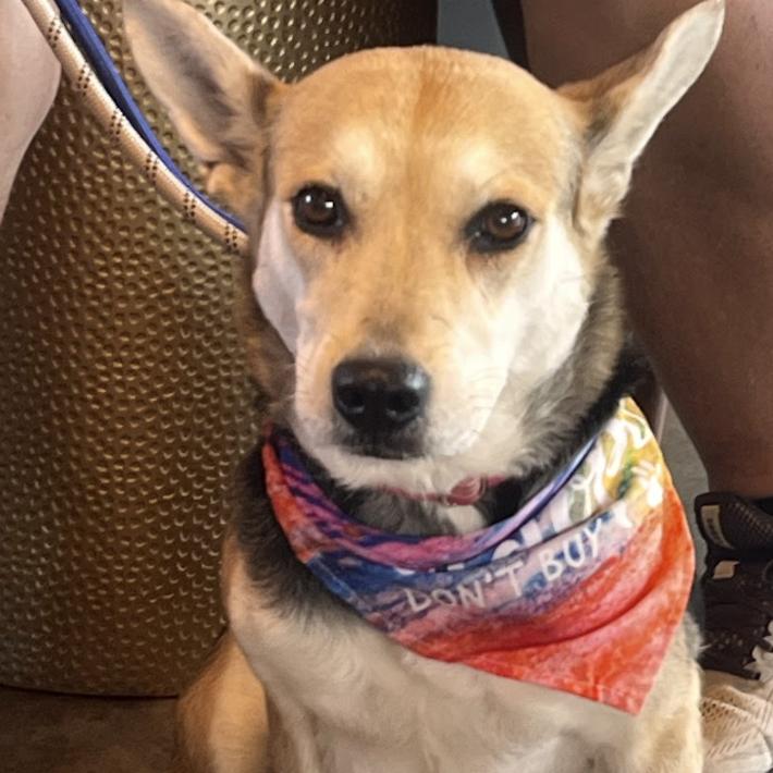 Kitty Hawk, a Adoptable mixed breed in Raleigh, NC image 1/6