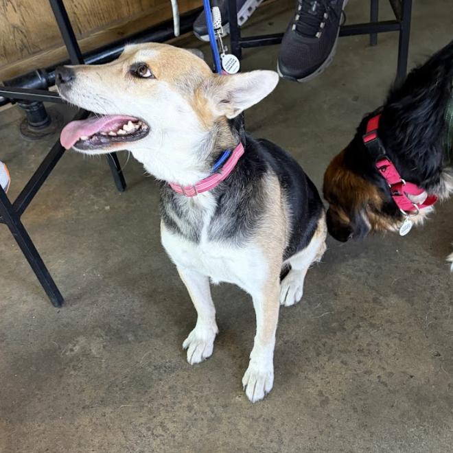 Kitty Hawk, a Adoptable mixed breed in Raleigh, NC image 5/6