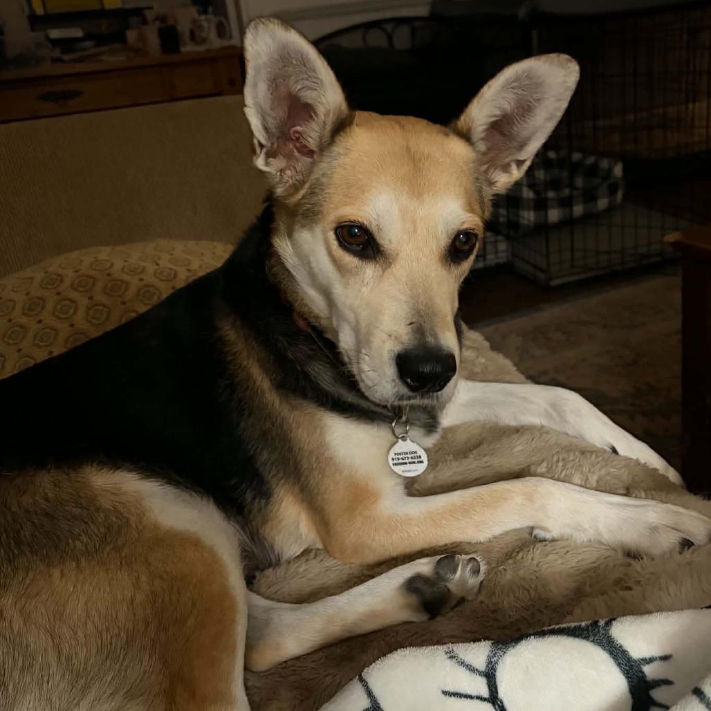 Enlarge Kitty Hawk, a Adoptable mixed breed in Raleigh, NC image 5/6
