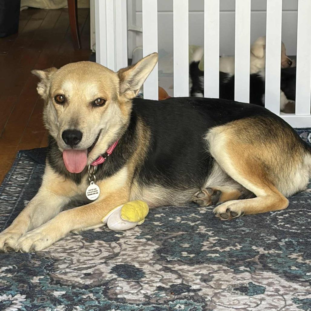 Enlarge Hawk, a Adoptable mixed breed in Raleigh, NC image 3/3