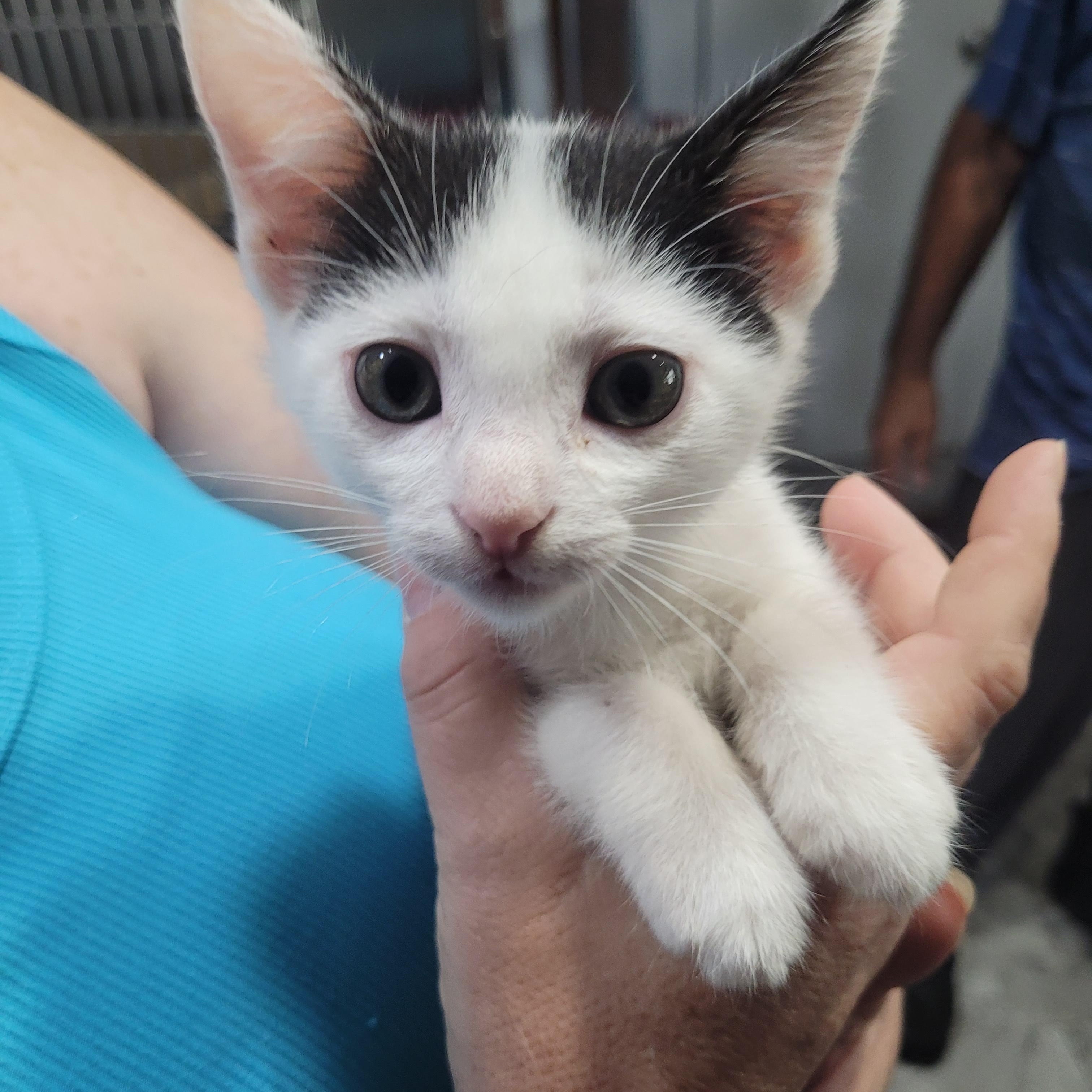 Willa (bonded to Dale)