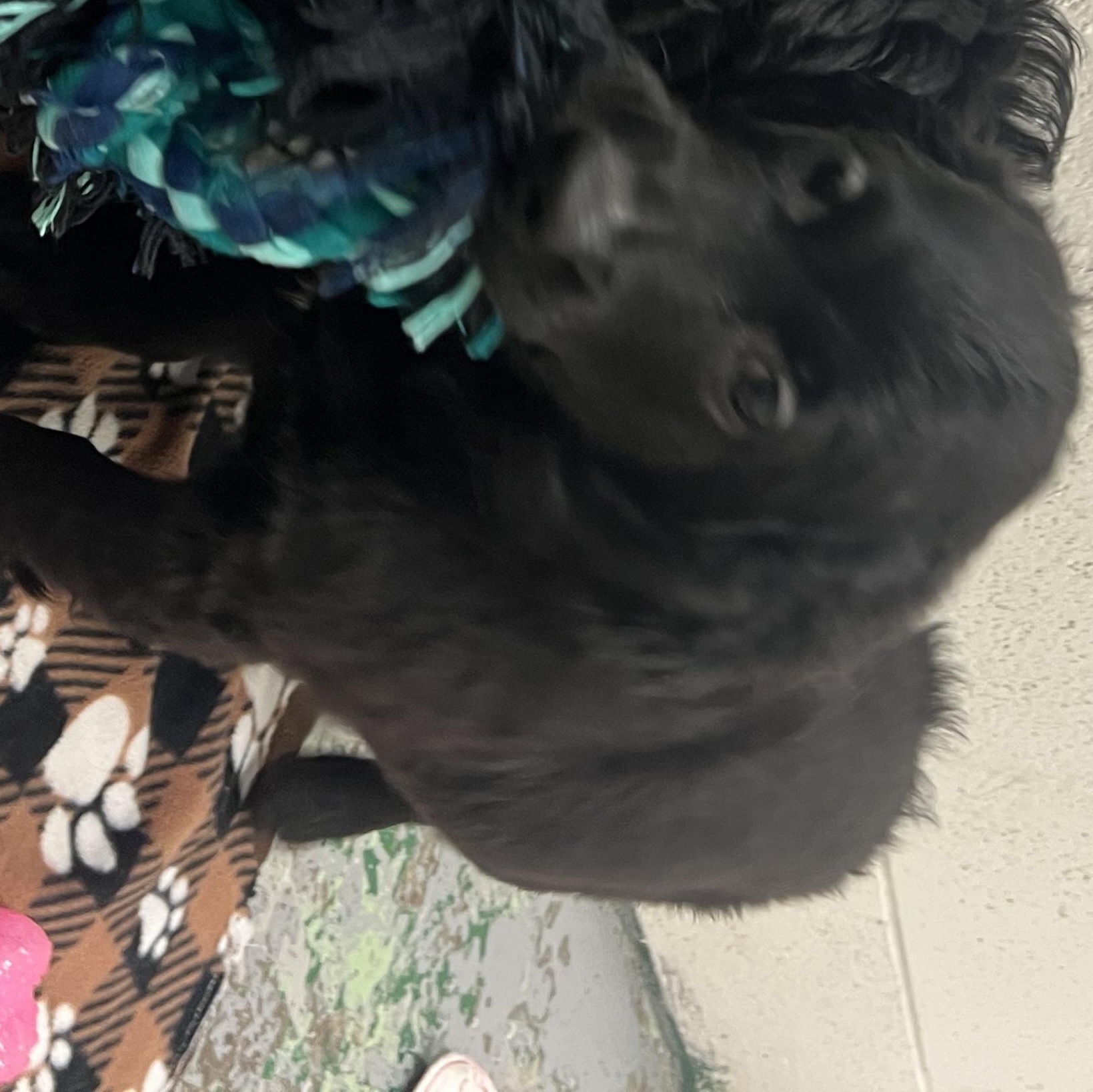 Pointer, adopted, Puppy Male Labrador Retriever & Portuguese Water Dog.