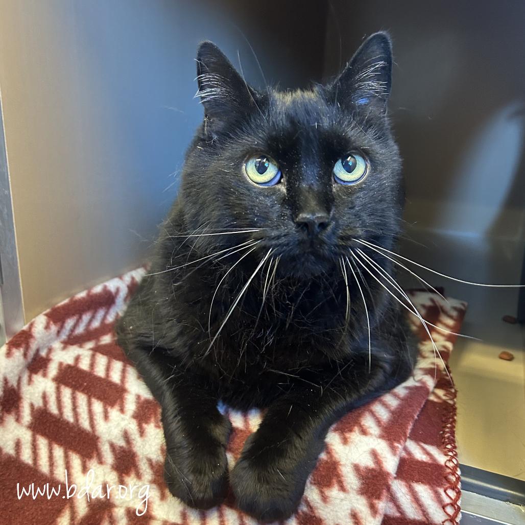 Cole, Adoptable, Senior Male Domestic Short Hair.