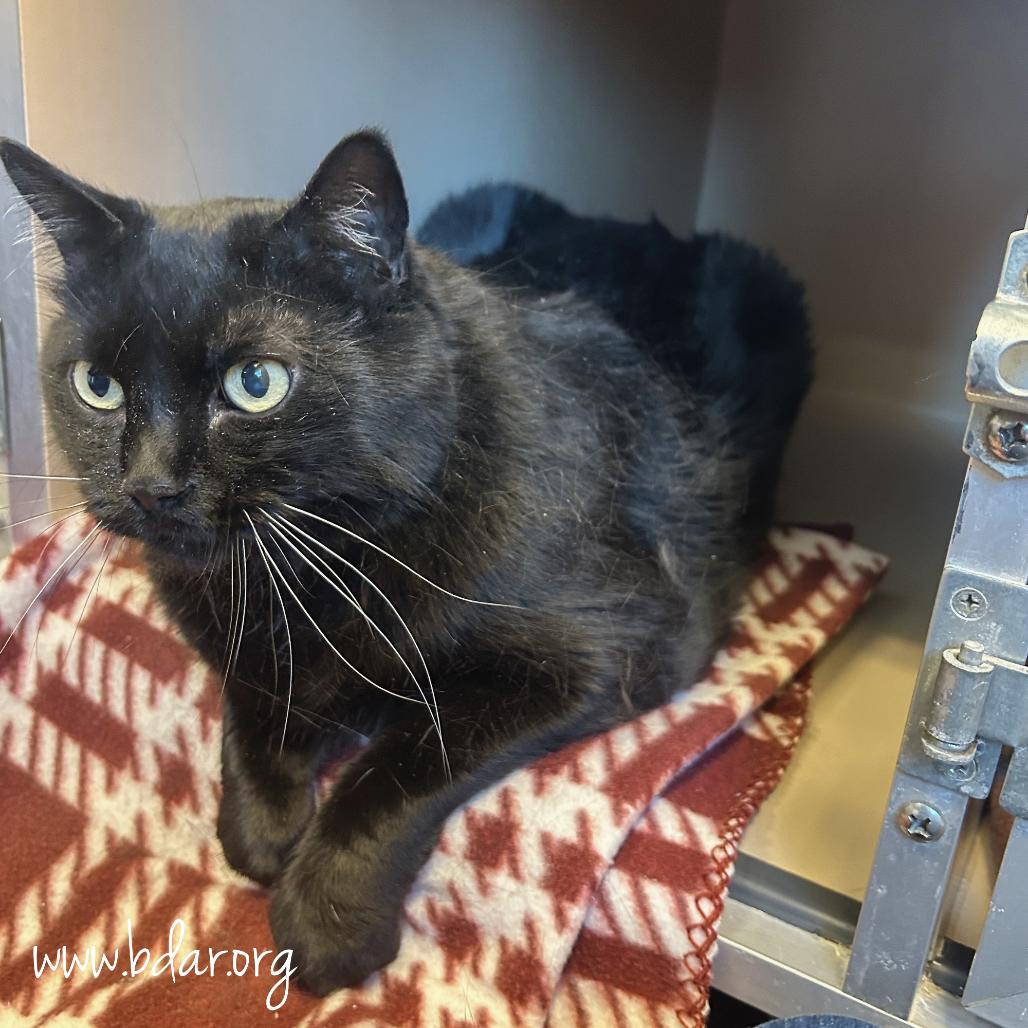 Cole, a Adoptable Domestic Short Hair in Cheyenne, WY image 2/2