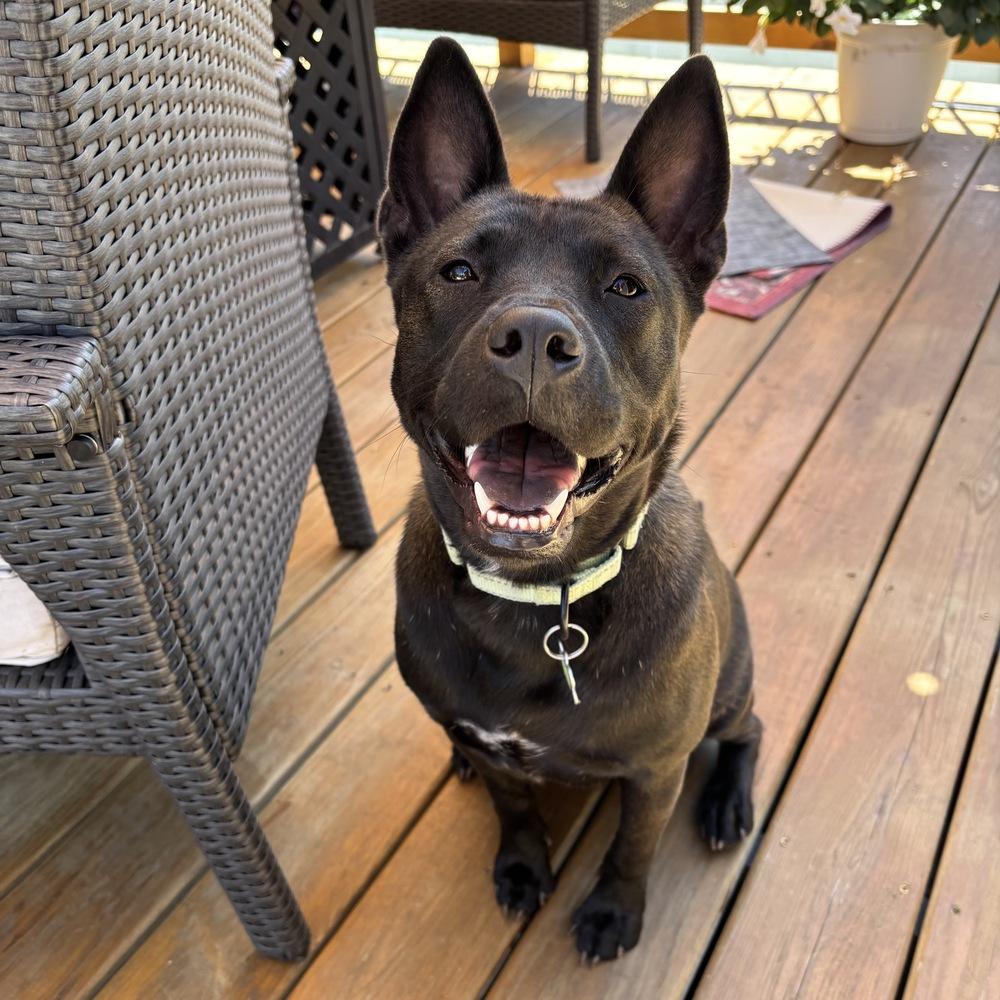 Evie, a Adoptable mixed breed in Boston, MA image 1/6