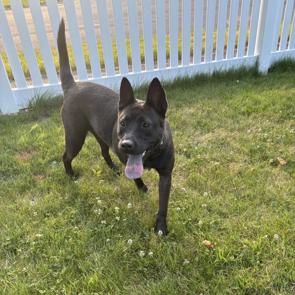 Evie, a Adoptable mixed breed in Boston, MA image 2/6