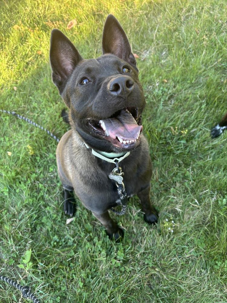 Evie, a Adoptable mixed breed in Boston, MA image 3/6