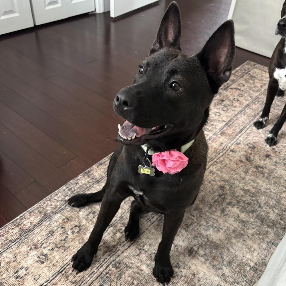 Evie, a Adoptable mixed breed in Boston, MA image 4/6