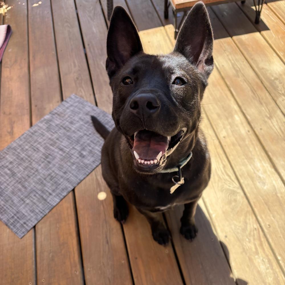 Evie, a Adoptable mixed breed in Boston, MA image 5/6