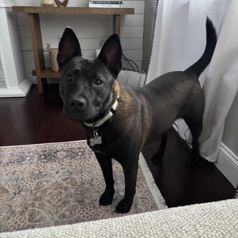 Evie, a Adoptable mixed breed in Boston, MA image 6/6