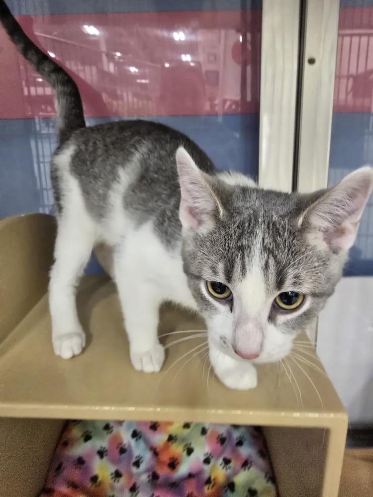 Enlarge Rocky K 439, a Adoptable Domestic Short Hair in Metamora, IL image 1/1