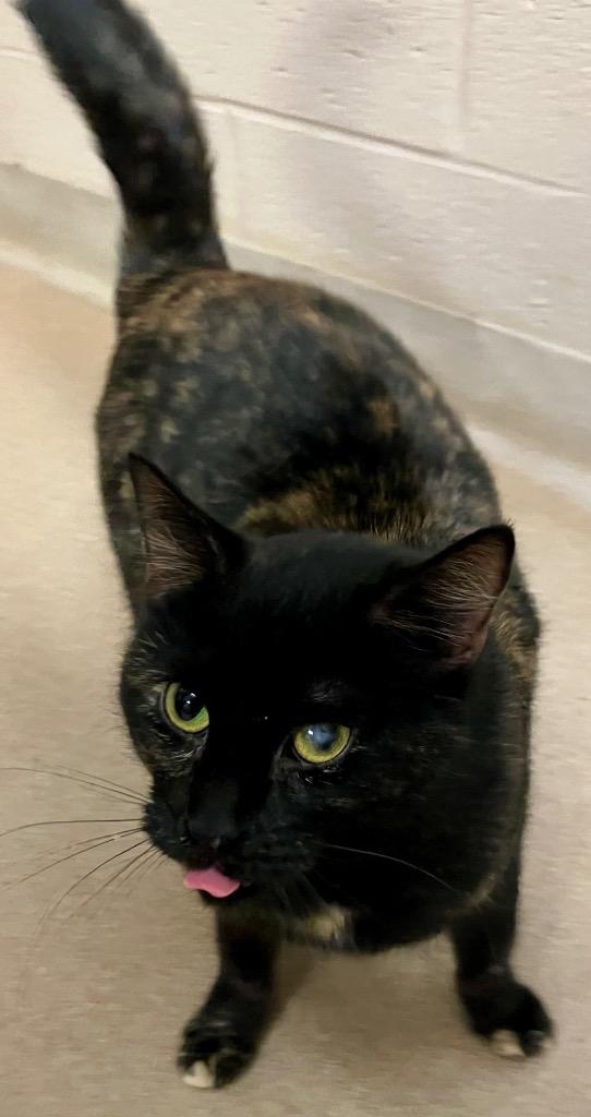 Cha Cha, Adoptable, Young Female Domestic Short Hair.