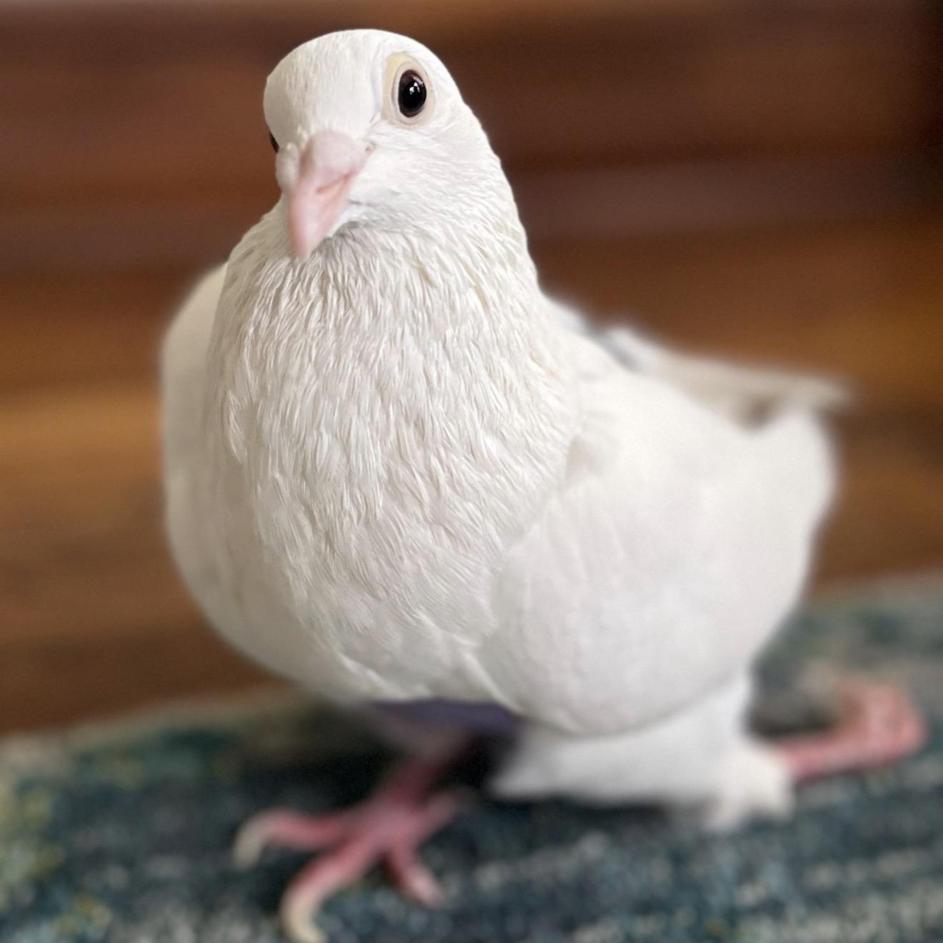 Enlarge Zagnut *local Midwest adoption only*, a ADOPTABLE Pigeon in Chicago, IL image 4/4