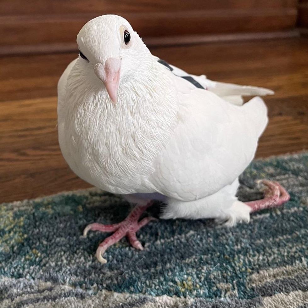 Enlarge Zagnut *local Midwest adoption only*, a ADOPTABLE Pigeon in Chicago, IL image 2/4